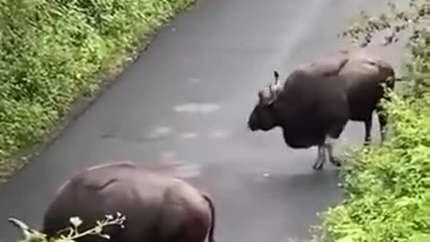 Bison Attack Public Bus On Road