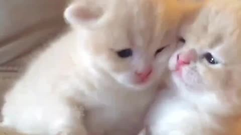 Cat funny video , enjoy life