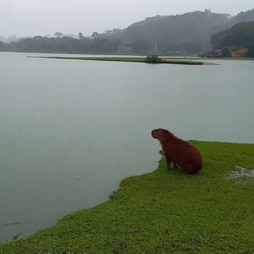 Capy jumping in the rain
