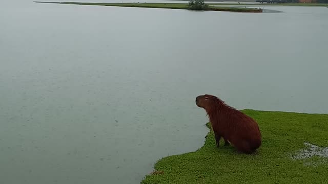 Capy jumping in the rain