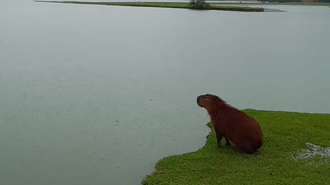 Capy jumping in the rain