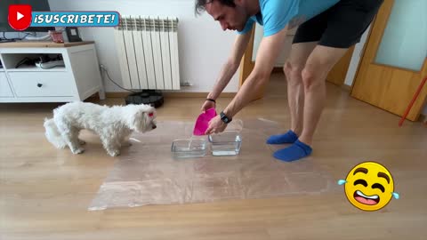 Dog vs Food in Water It is WRONG! 😂Anima Dogs