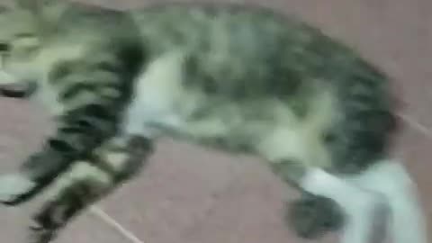 Cat🎥 funny😝😆😃 video🎥📹📼