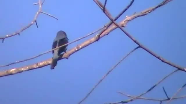 Black-winged Cuckoo Shrike bird video