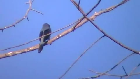 Black-winged Cuckoo Shrike bird video