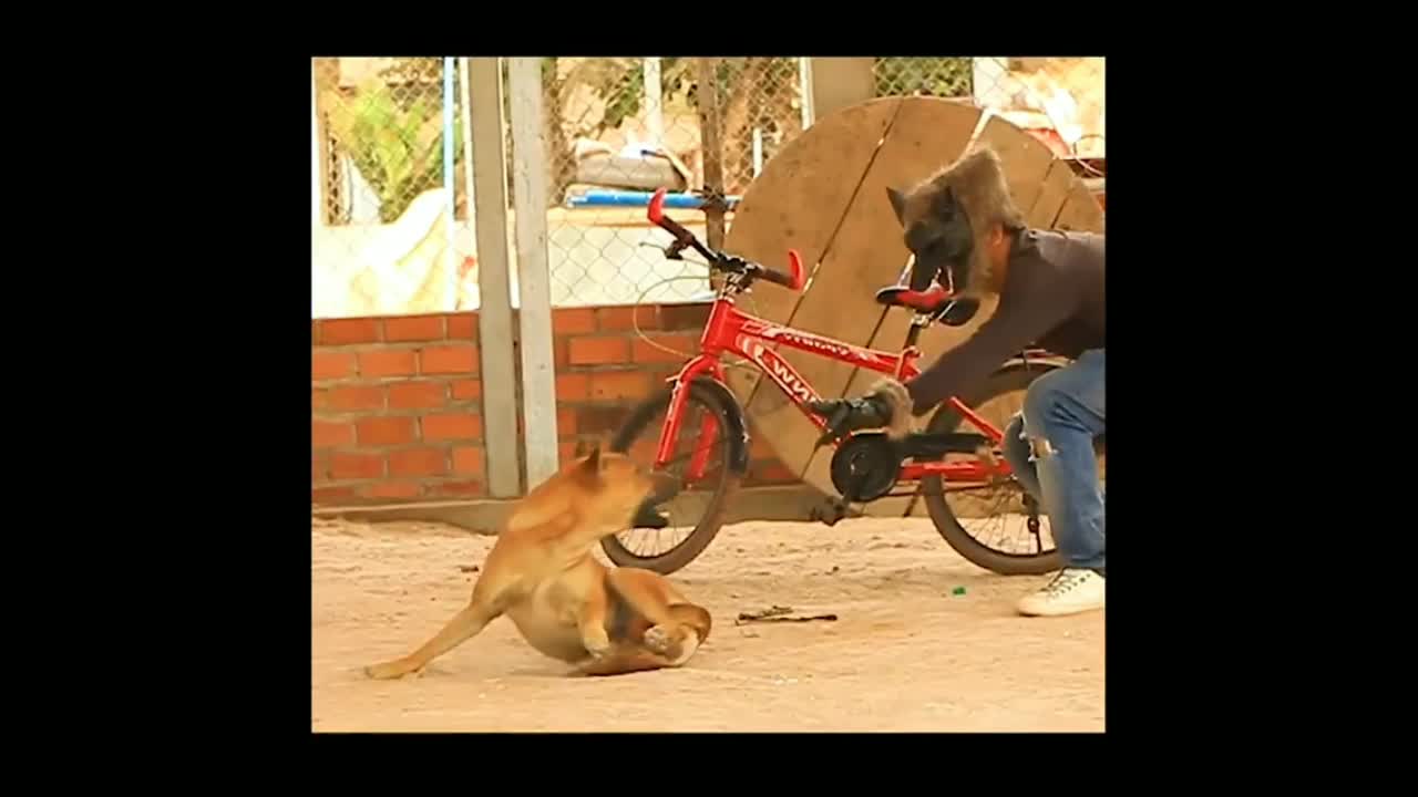 Dog funny videos 2