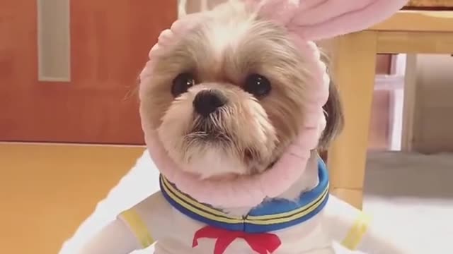 Shih Tzu puppy dressed as school girl 🐶❤️