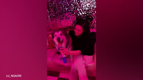 funny pets singing for their owner