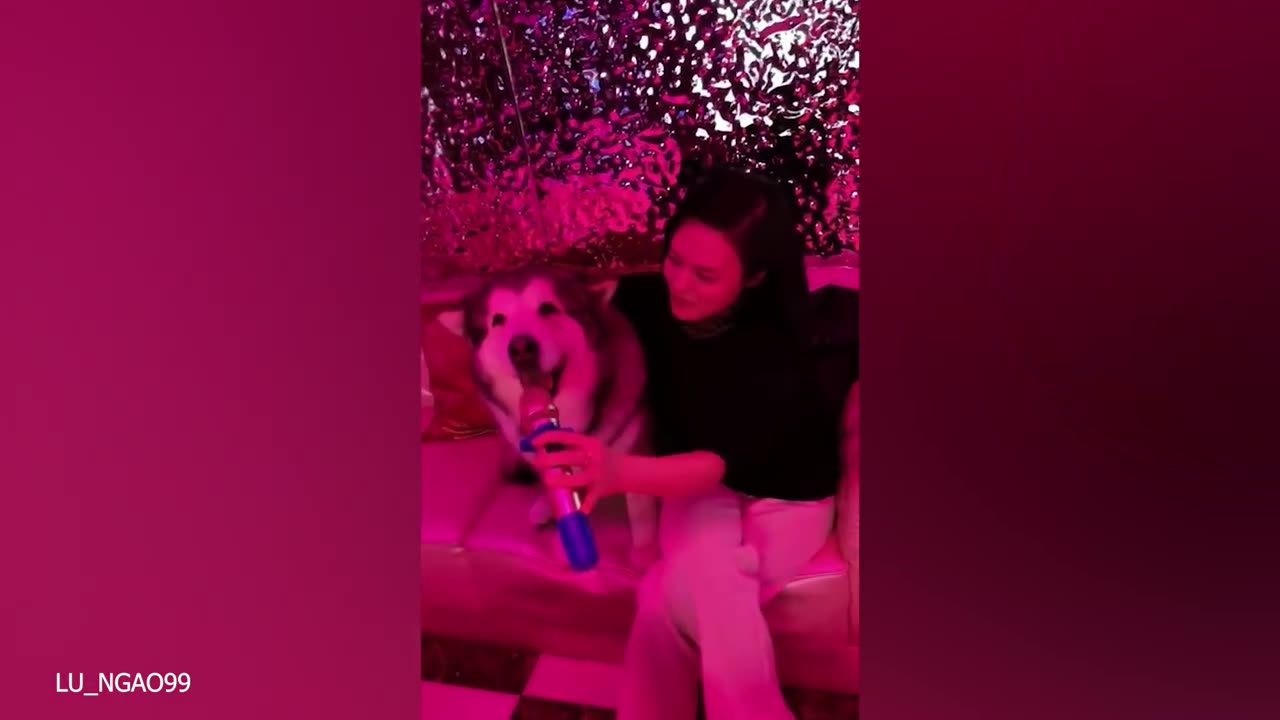 funny pets singing for their owner