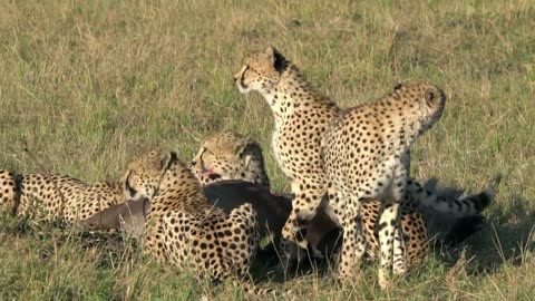 A cheetah hunting🤔