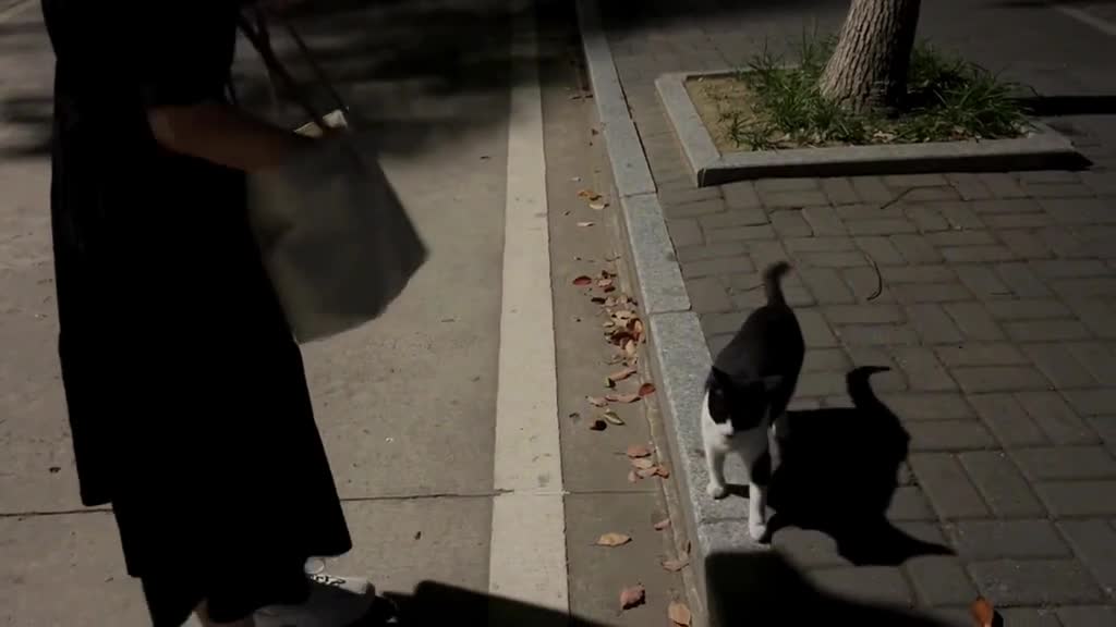 Meow, do you have any snacks for meππ