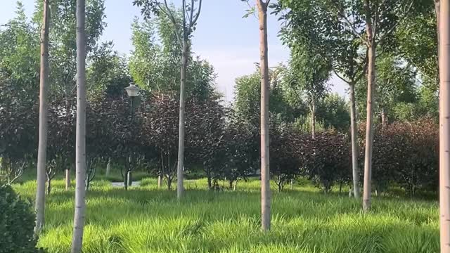 beautiful bush