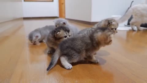 Cute Animals
