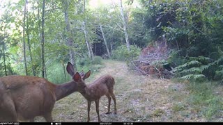 Baby deer’s bath time