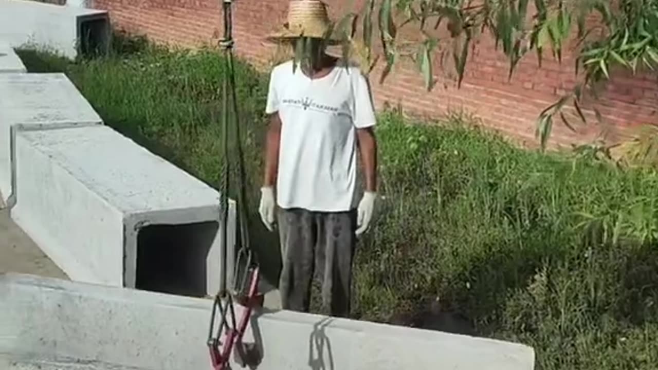 DL Panda viral videos on internet