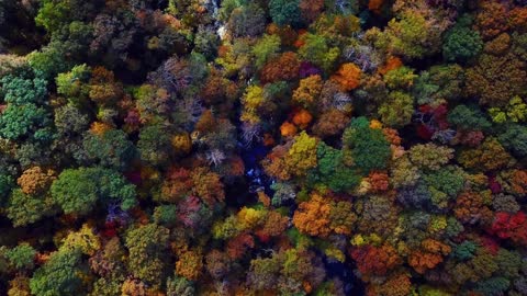 drone flight through the forests