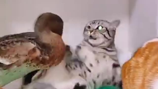 cat | funny cat videos | funny cat and dog videos πΆπ€£π»