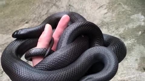 Black 🖤🖤 snake 🐍🐍🐍