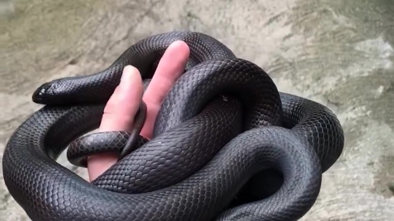 Black 🖤🖤 snake 🐍🐍🐍