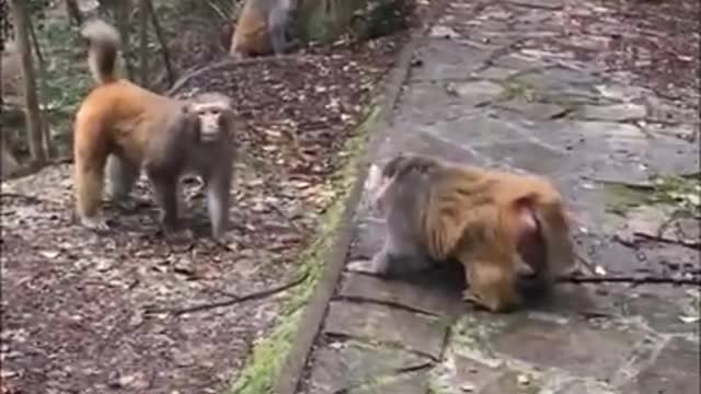 Monkey are hilarious