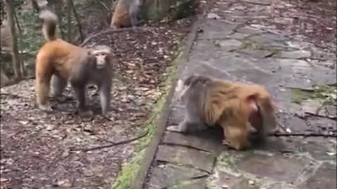 Monkey are hilarious