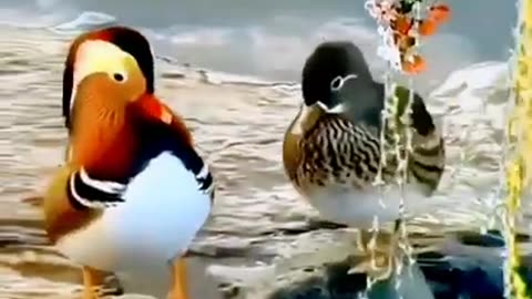 Birds status video