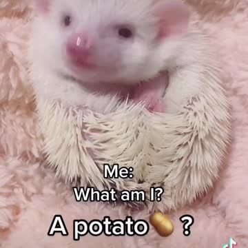 Baby Hedgehog is alone