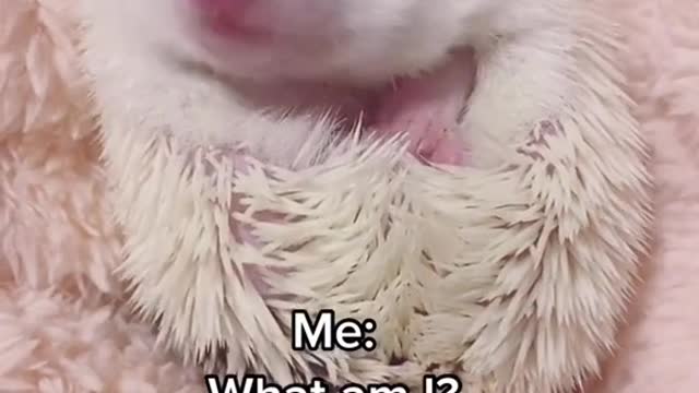 Baby Hedgehog is alone