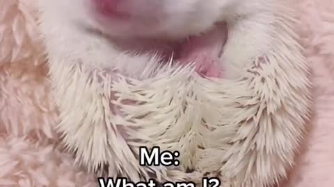 Baby Hedgehog is alone