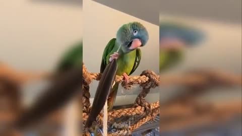 Cutest birds video