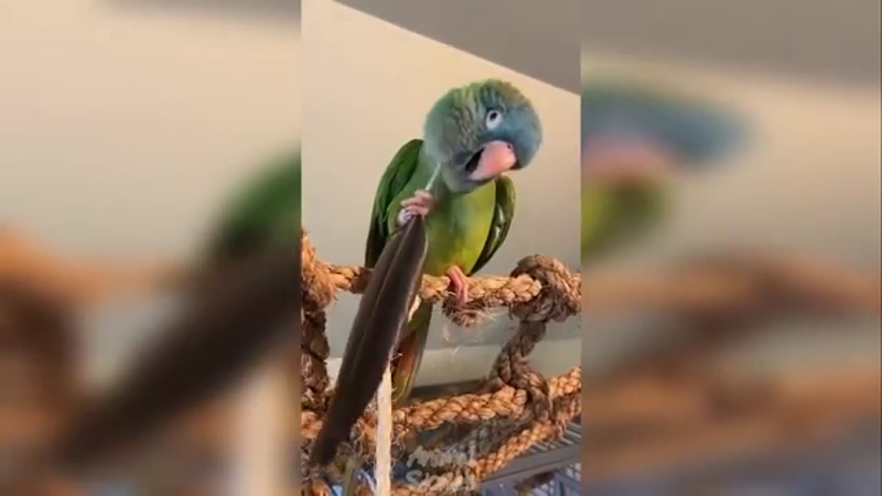 Cutest birds video