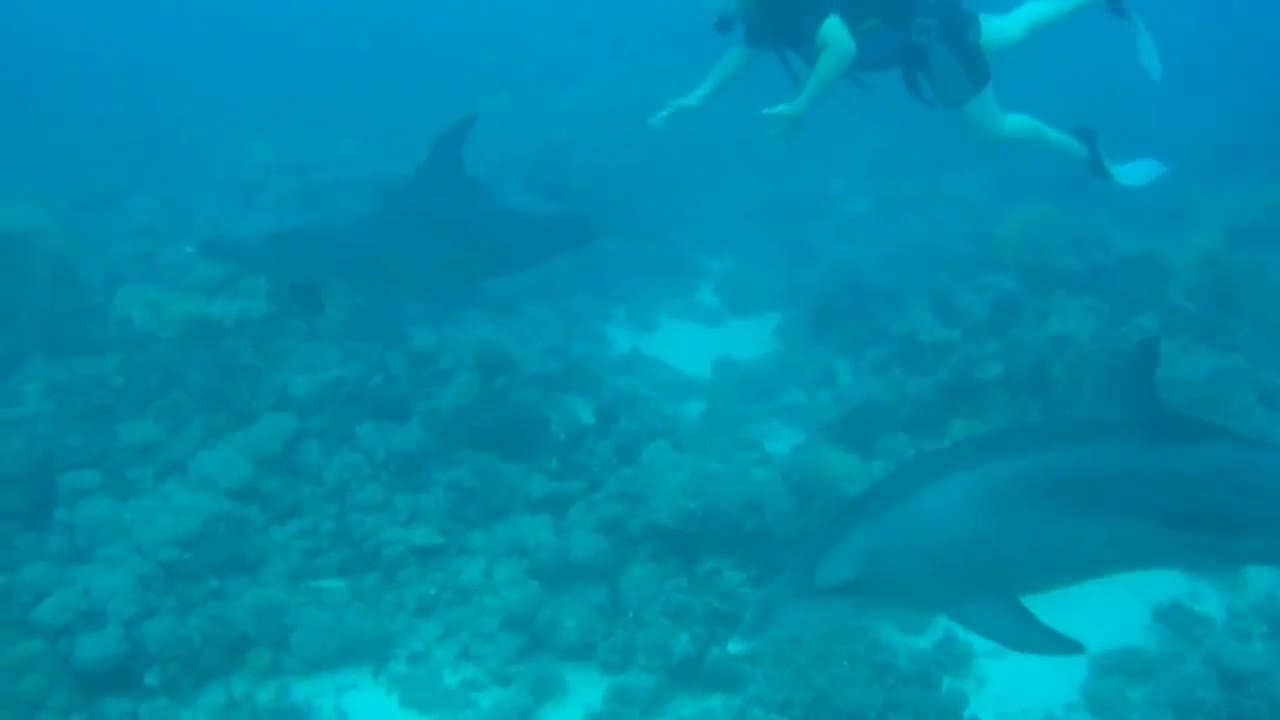 Diving with dolphins in the Red Sea next to Hurghada, Egypt