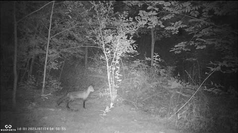 Backyard Trail Cams - Red Fox