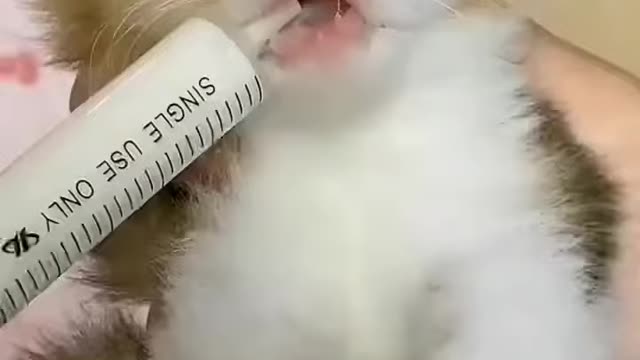 Baby cat drinking milk 🍼 || Best funny animals videos 2022 😺