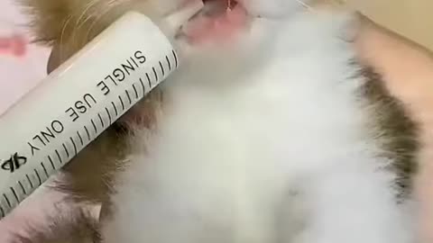 Baby cat drinking milk 🍼 || Best funny animals videos 2022 😺