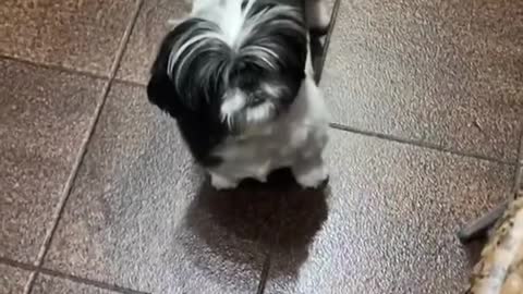 Dog Knows How to Ask for What She Wants