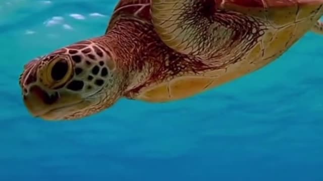 Sea turtles are envied for their freedom in the sea