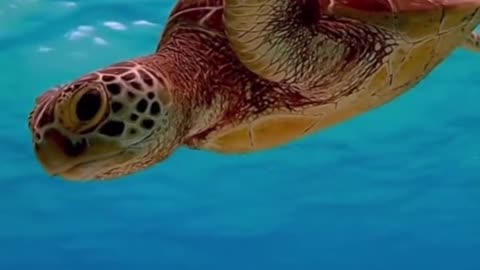 Sea turtles are envied for their freedom in the sea