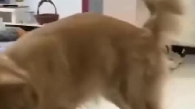 cute dogs | funny dogs | puppies | funny animal videos |