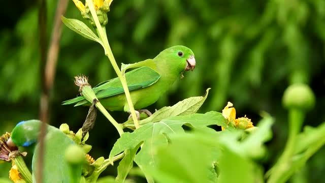 Green parrot in green nature. Beautiful view.