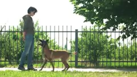 Dog training basics