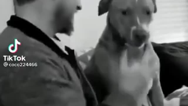 Top des vidéos drôle animaux 2022 de chiens sportif tik tok compilation