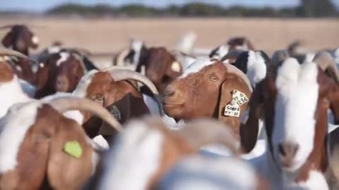 Feeding Sheep and Goats for Reproductive Success_Cut