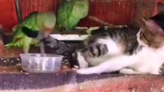 I love kittens. Would you like to have one? Look at the adorable cat's confusing behavior