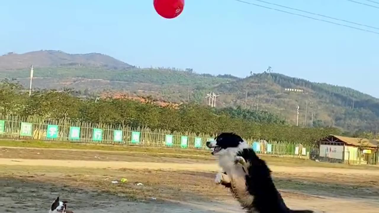 Dog playing with balloon 🎈🎈