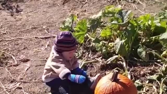 Cute Baby Trying To Lift A Big Pumpkin - So Cute 👏🙌