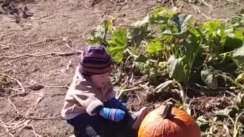 Cute Baby Trying To Lift A Big Pumpkin - So Cute 👏🙌