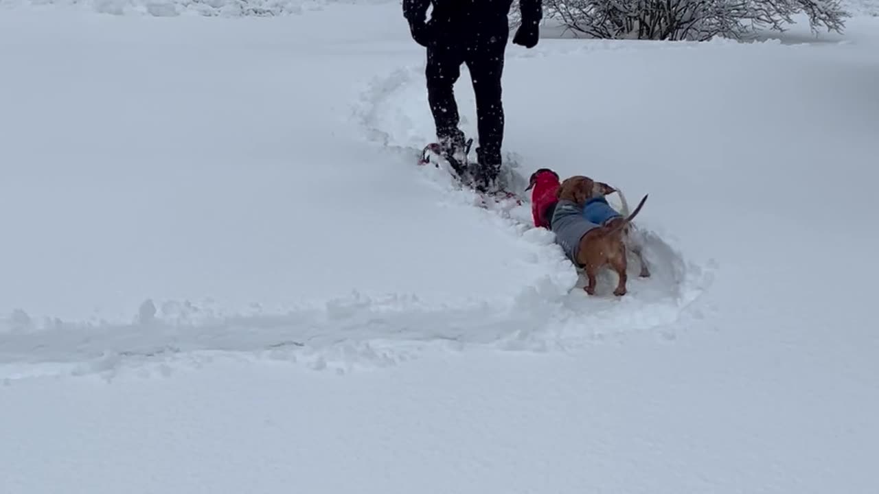 Making a Weiner Dog Racetrack