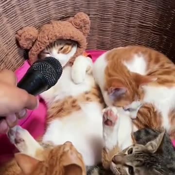 Funny & Cute Cats Compilation.