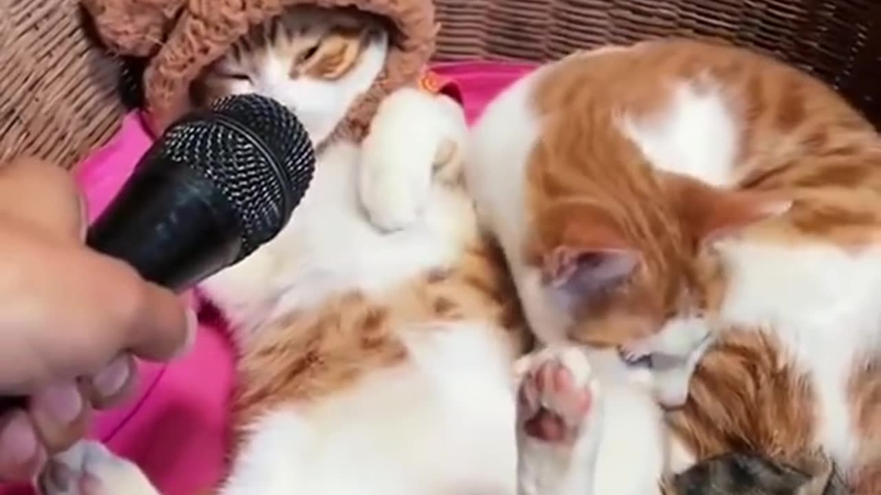 Funny & Cute Cats Compilation.